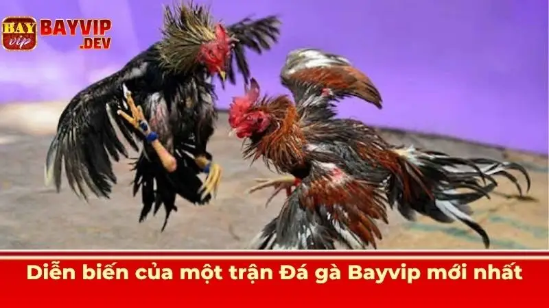 Diễn biến của một trận Đá gà Bayvip mới nhất