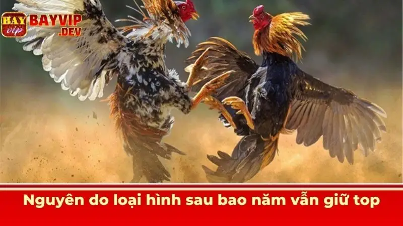 Nguyên do loại hình sau bao năm vẫn giữ top