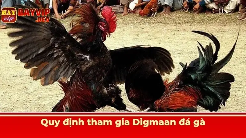 Quy định tham gia Digmaan đá gà