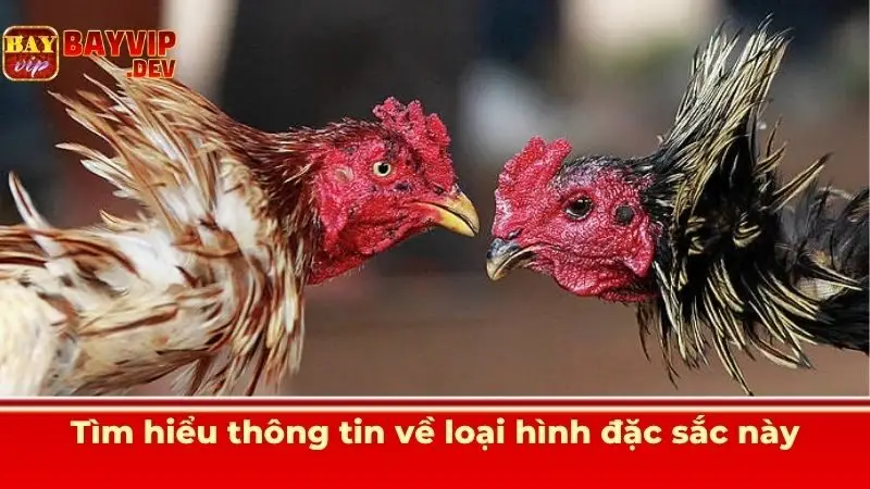Tìm hiểu thông tin về loại hình đặc sắc này